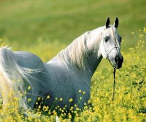 пазл Арабская лошадь белая в поле